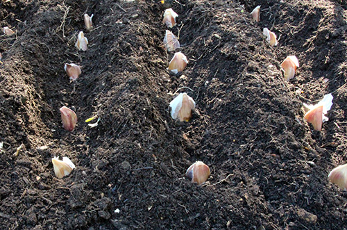 Planting winter garlic