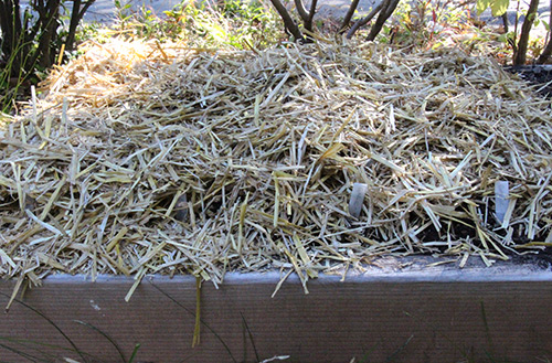 Planting winter garlic