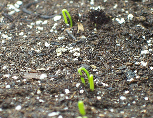 Planting winter garlic