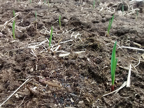 Planting winter garlic