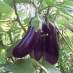 Eggplant variety Diamond