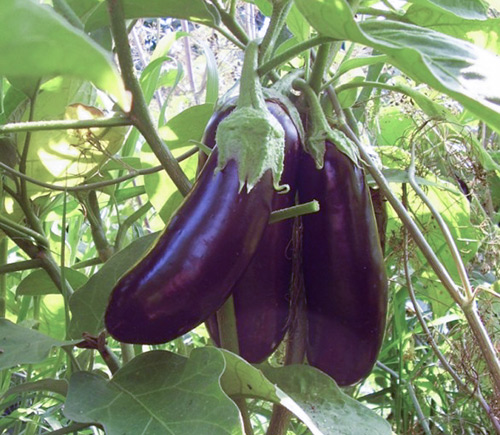 Eggplant variety Diamond