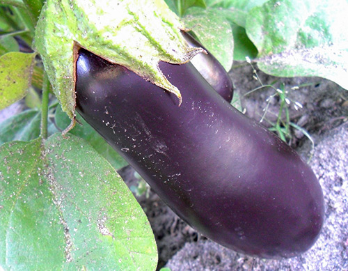 Eggplant variety Diamond