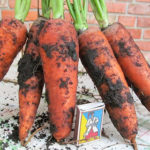 Carrot variety Abaco (F1)