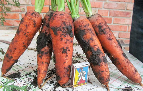 Carrot variety Abaco (F1)