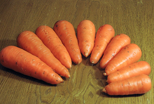 Abaco carrot variety