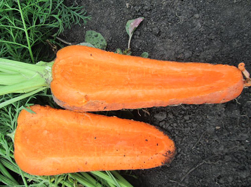 Abaco carrot variety