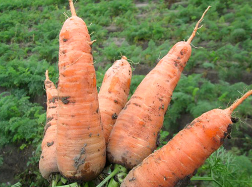 Abaco carrot variety