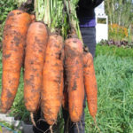 Carrot variety Canada (F1)