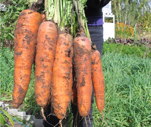 Carrot variety Canada (F1)