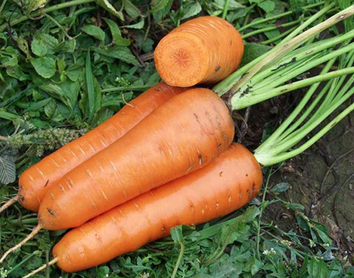 Carrot variety Canada (F1)