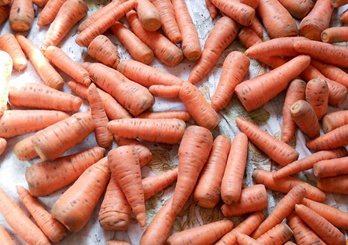 Carrot variety Canada (F1)