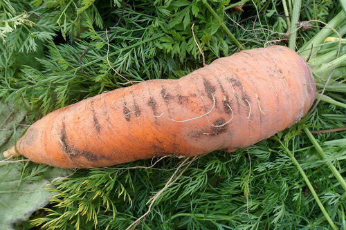 Carrot variety Canada (F1)