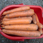 Carrot variety Nandrin (F1)