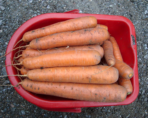 Carrot variety Nandrin (F1)