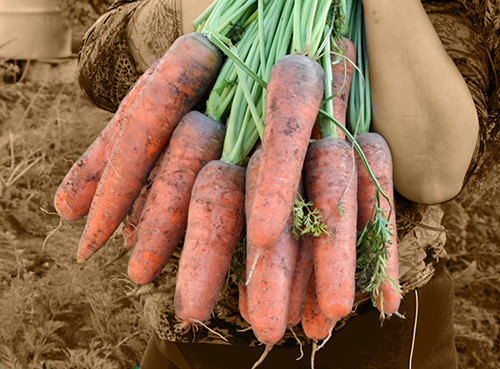 Carrot variety Nandrin