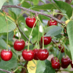 Cherry variety Kharitonovskaya