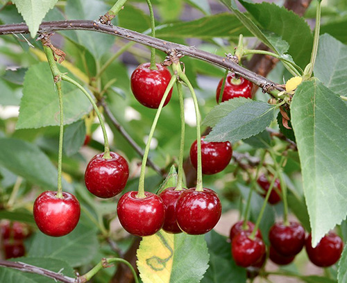 Cherry variety Kharitonovskaya