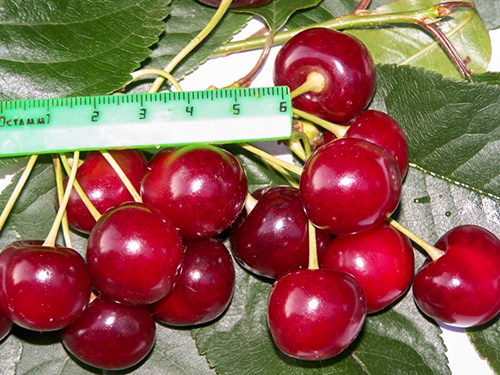 Cherry variety Kharitonovskaya