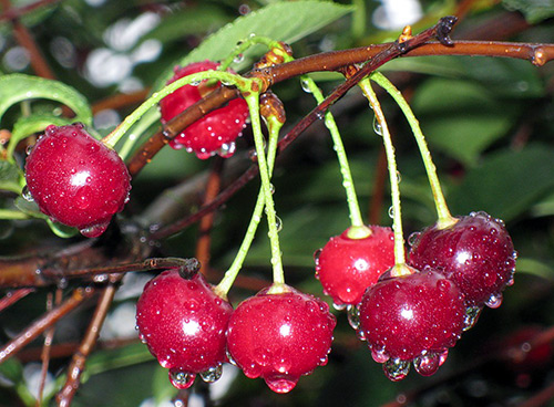 Cherry variety Vladimirskaya