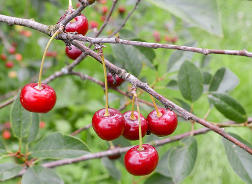 Cherry variety Vladimirskaya