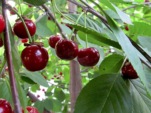 Cherry variety Vladimirskaya