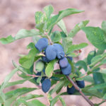 Honeysuckle variety Raisin