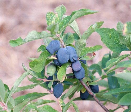 Honeysuckle variety Raisin