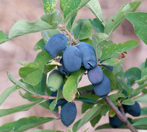 Honeysuckle variety Raisin