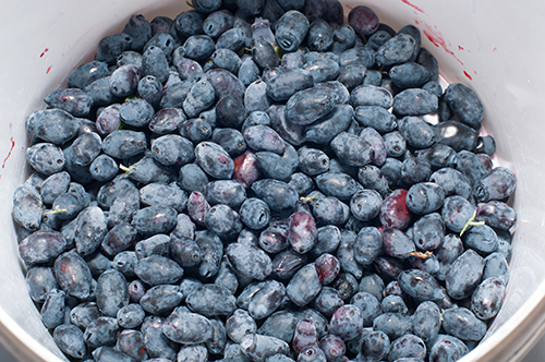 Honeysuckle variety Raisin