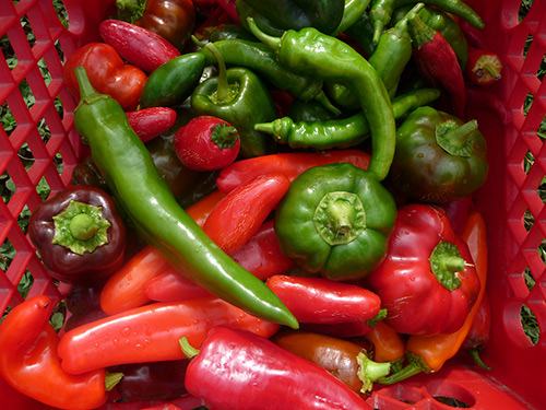 Harvesting and storing peppers