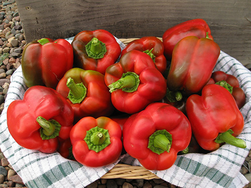 Høsting og lagring av paprika