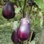 Eggplant variety Black handsome