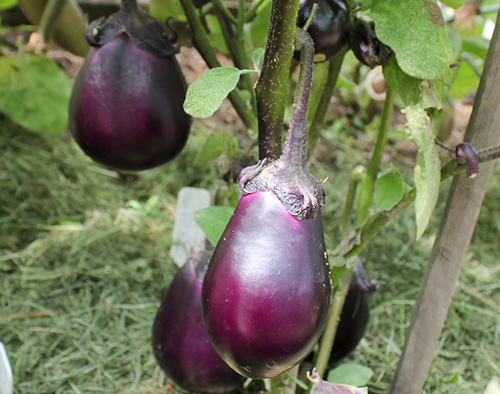 Eggplant variety Black handsome