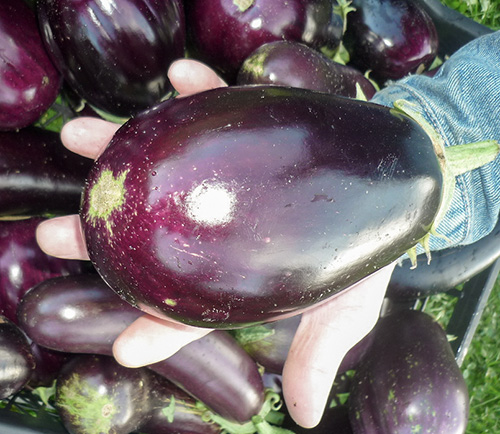 Auberginesort Svart kjekk