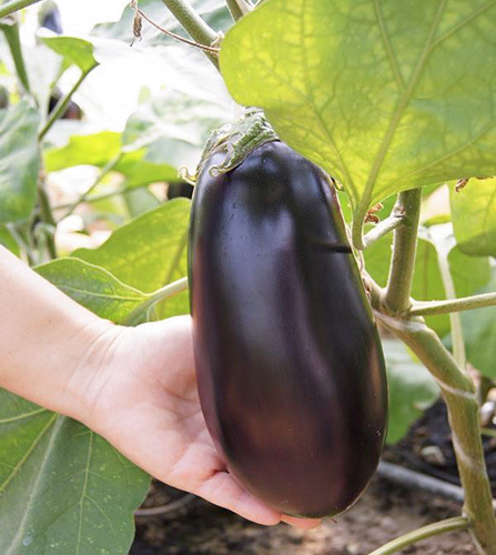 Eggplant variety Epic