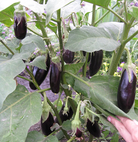 Eggplant variety Epic