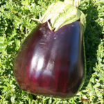 Auberginesort Marsipan (F1)