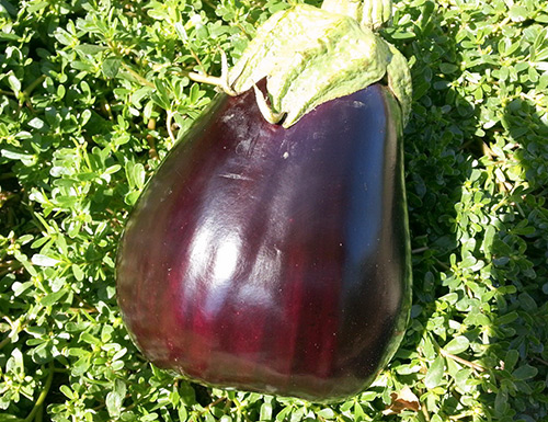 Eggplant variety Marzipan