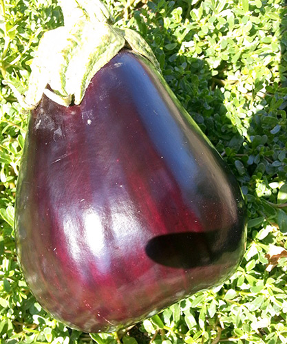 Eggplant variety Marzipan