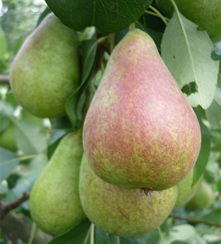 מגוון אגסים אלגרו