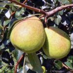 Pear variety Kudesnitsa