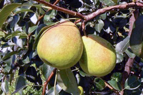 Pear variety Kudesnitsa