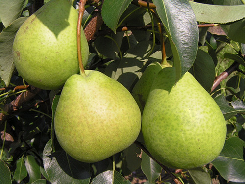 Pear variety Kudesnitsa