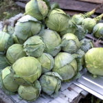 Cabbage variety Amager 611