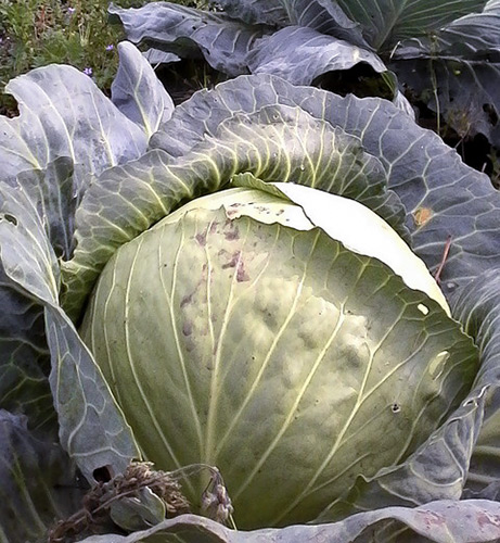 Cabbage variety Amager 611