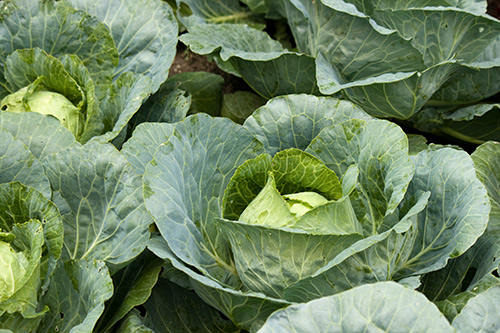 Cabbage variety Megaton (F1)