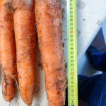 Carrot variety Dordogne (F1)