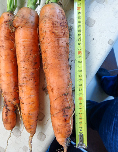 Carrot variety Dordogne (F1)