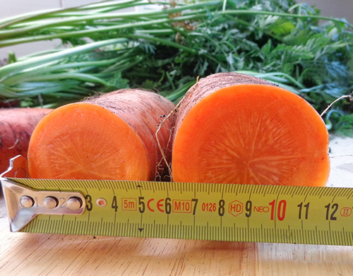 Dordogne carrot variety